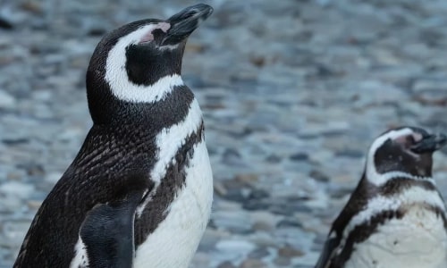 Magellanic Penguin Magellanic Penguin